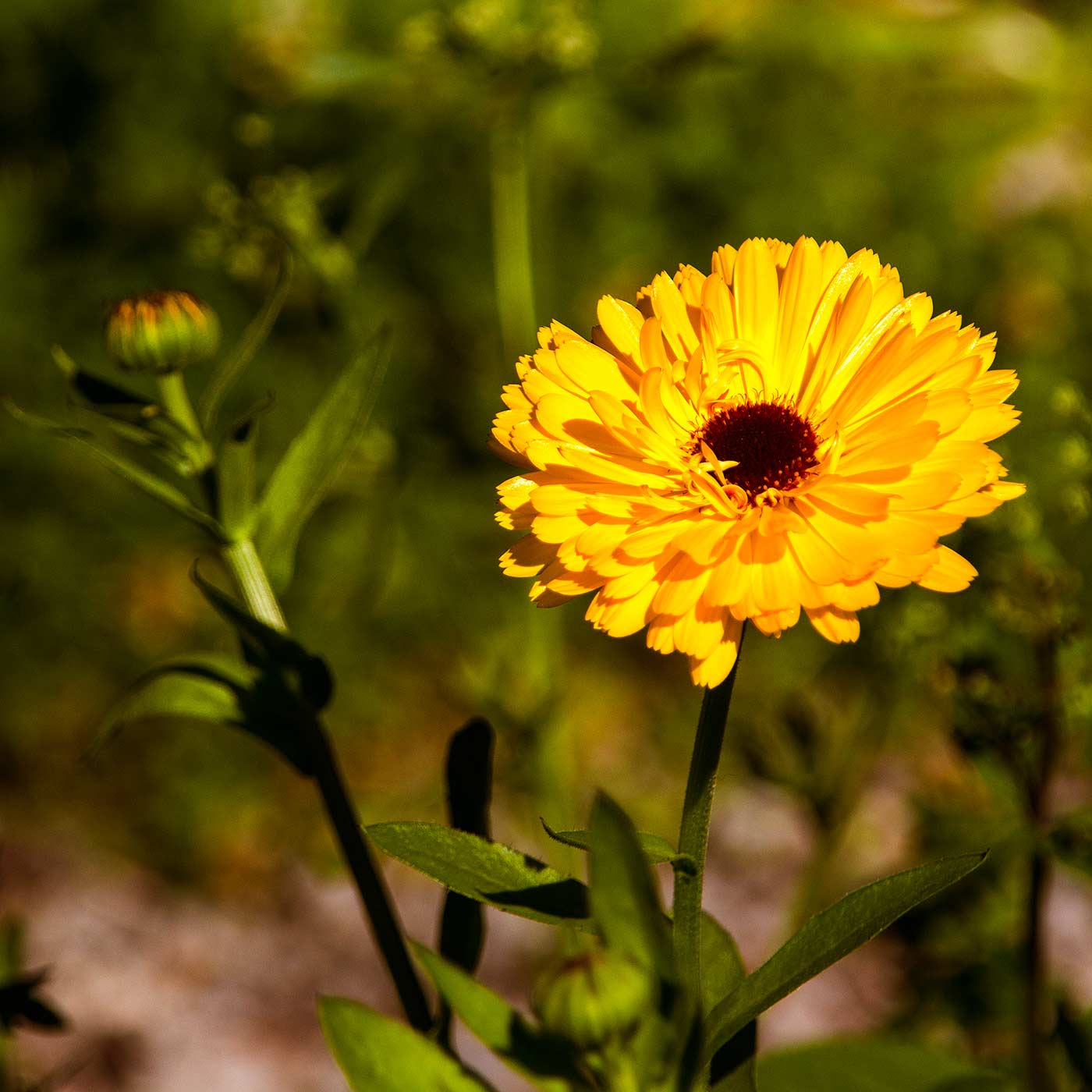 Marigold flower in Magourney