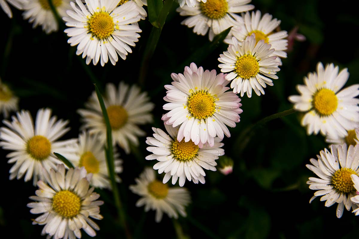 Daisy flowering in Magourney Gardens.