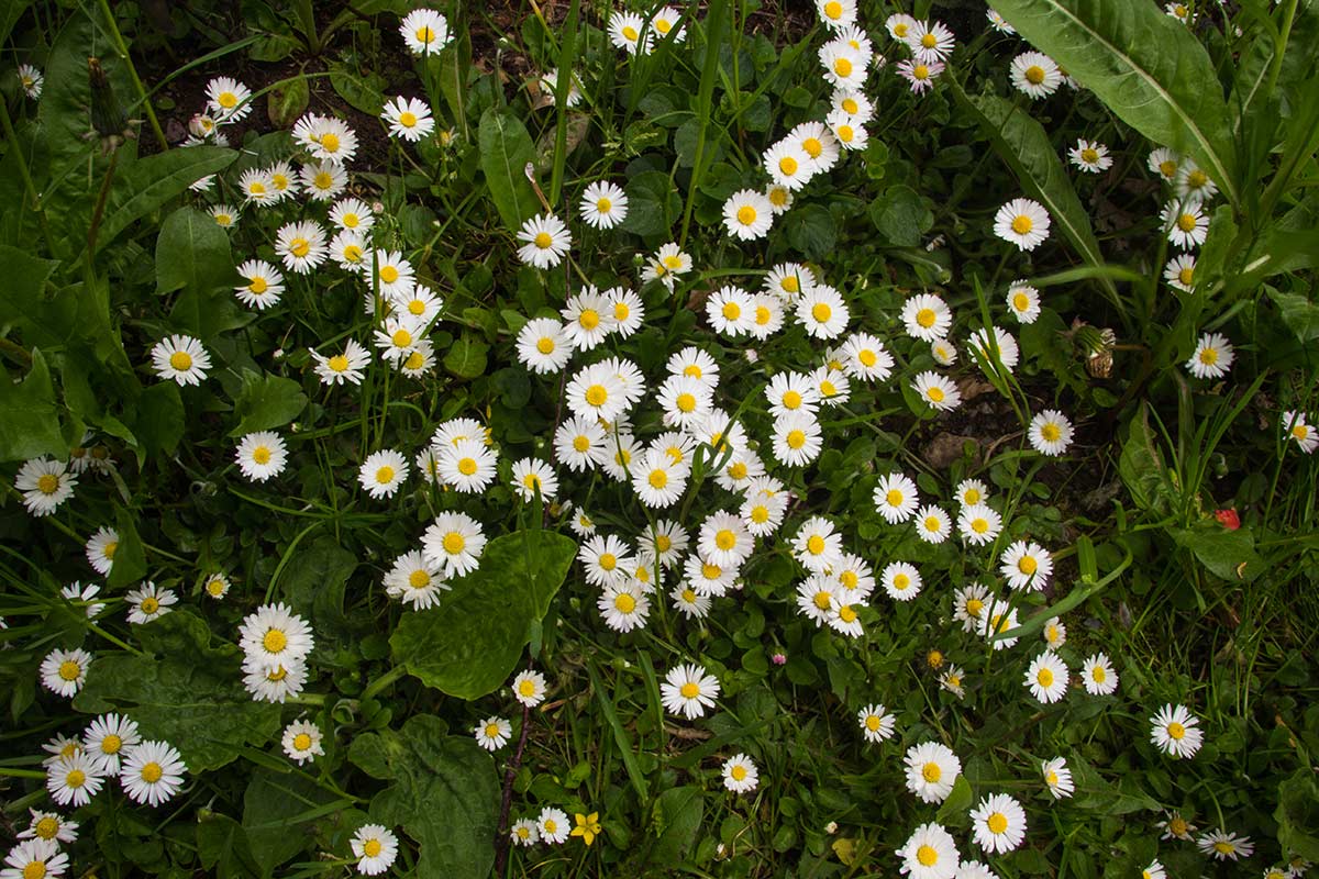 Daisy flowering in Magourney Gardens.