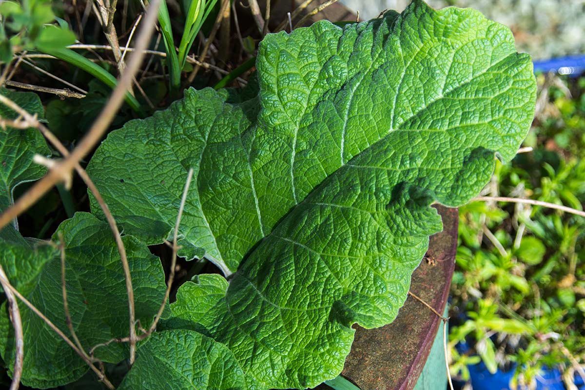 Close up of the strong Burdock leaf