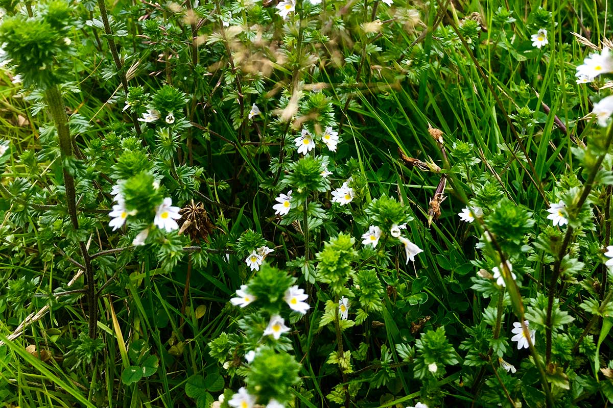 Eyebright flower and foliage on Hollyfort Hill in Wexford