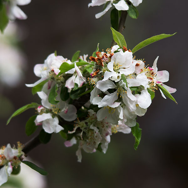 Apple blossom in Magourney?