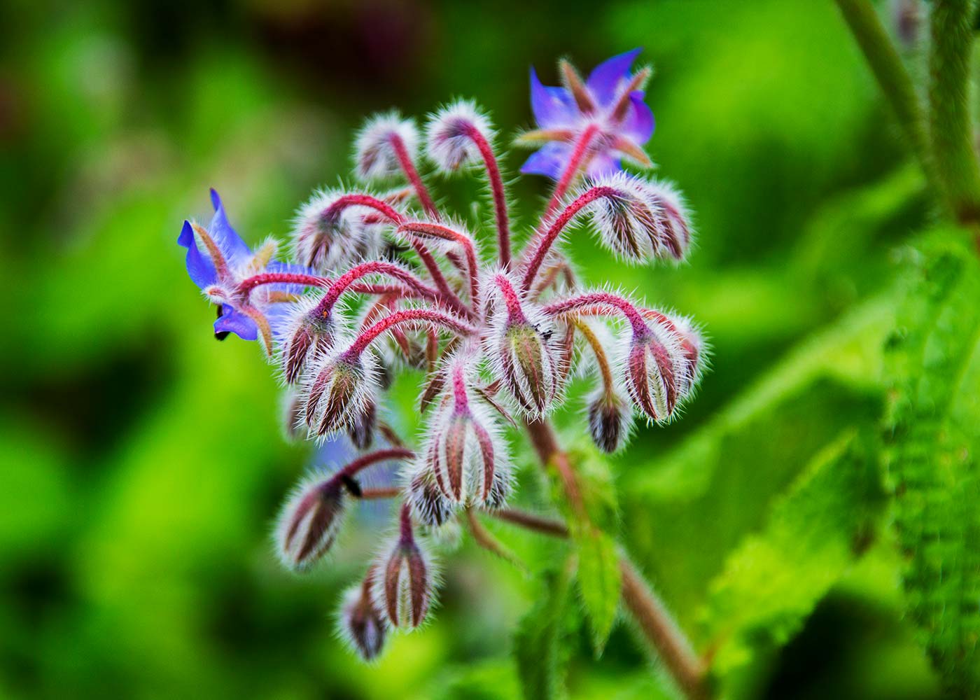 Borage in flower