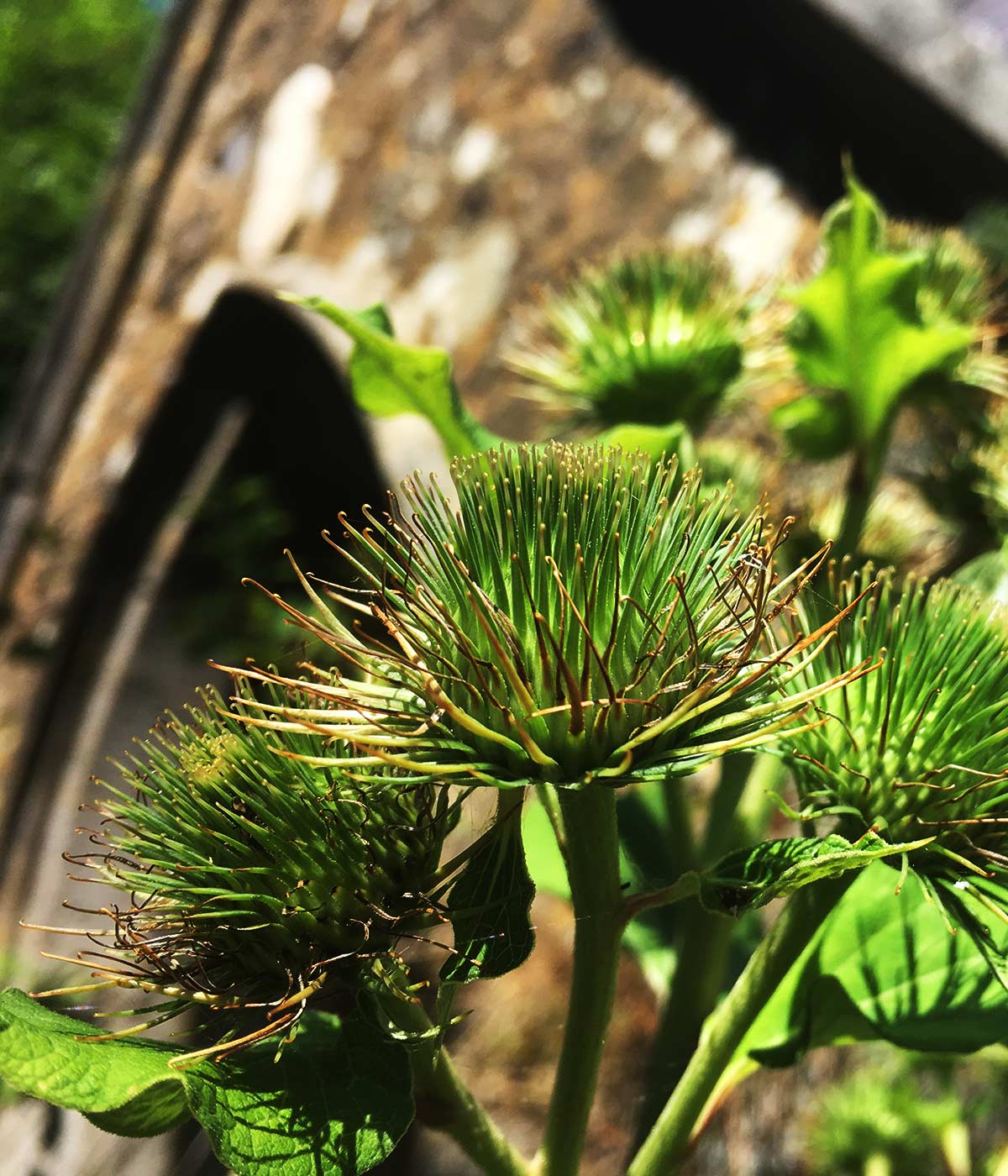 Arctium Lappa, Burdock in Magourney Gardens