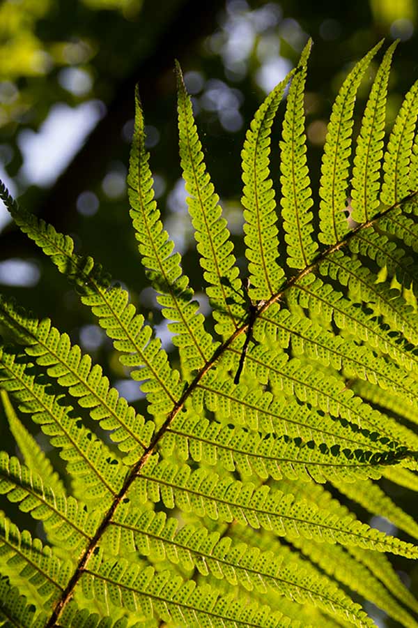 Fern on the banks of the River Bann