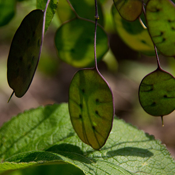 Honesty seed pods, Lunaria annua, in Magourney GardensHonesty seed pods, Lunaria annua, in Magourney Gardens