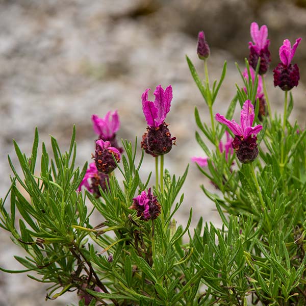 'Stoechas' or French lavender in flower