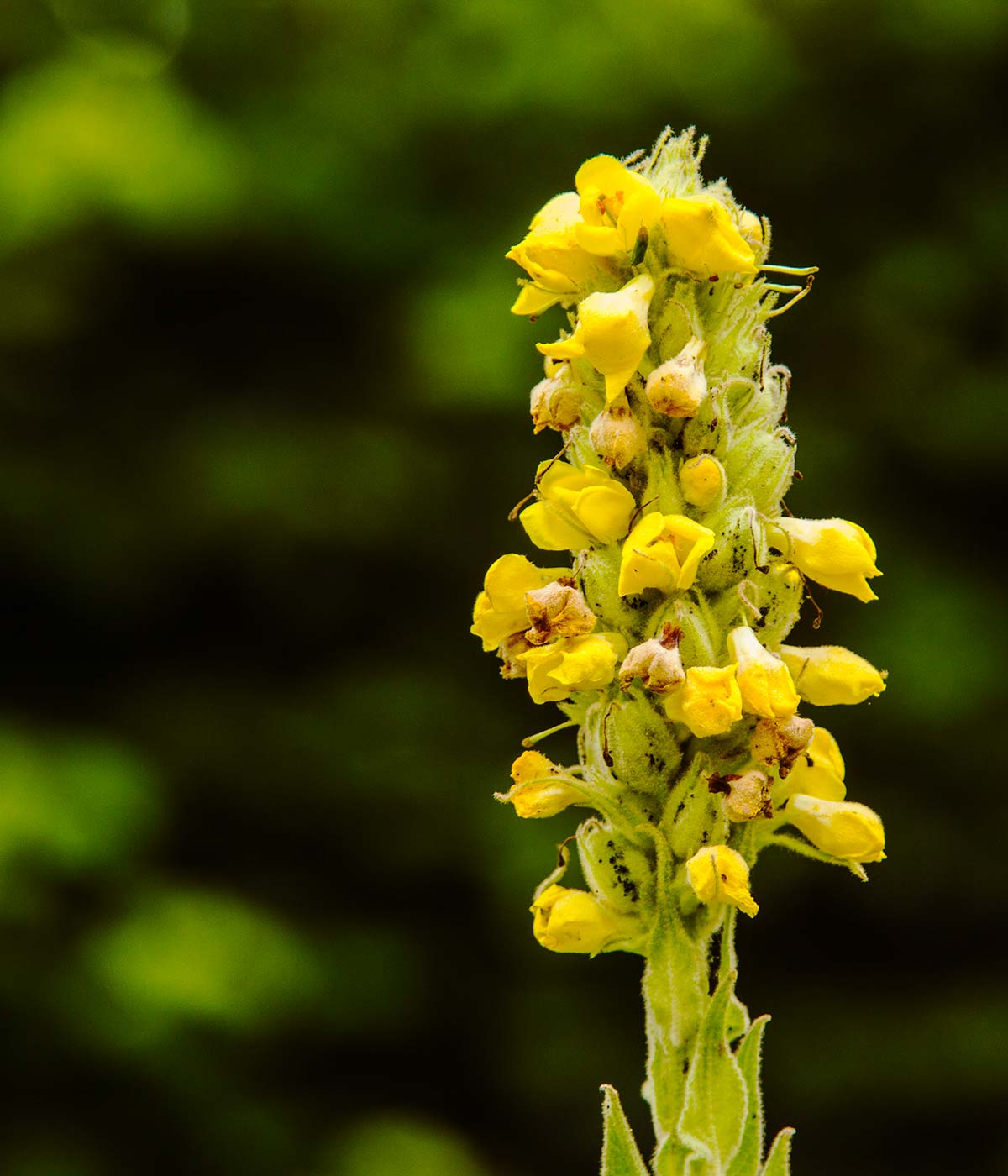 Mullein flowering in Magourney gardens