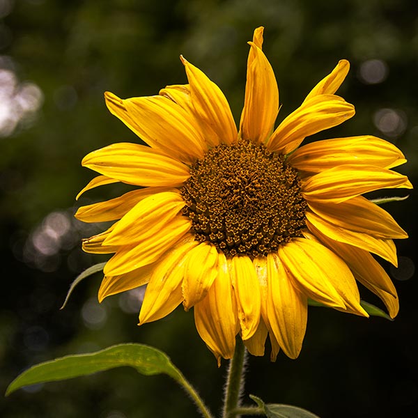 Sunflower in Magourney