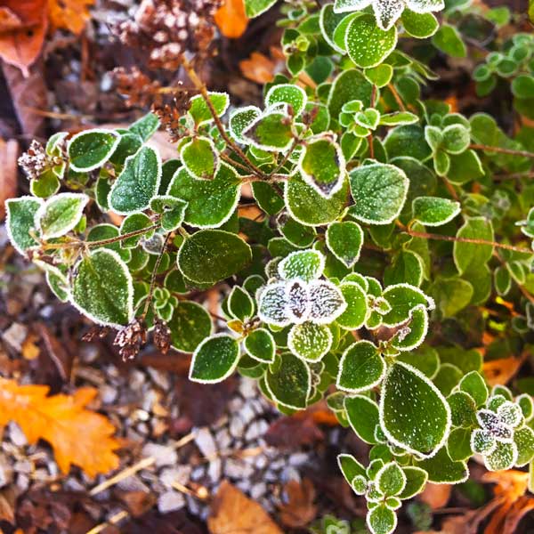 Frozen Oregano