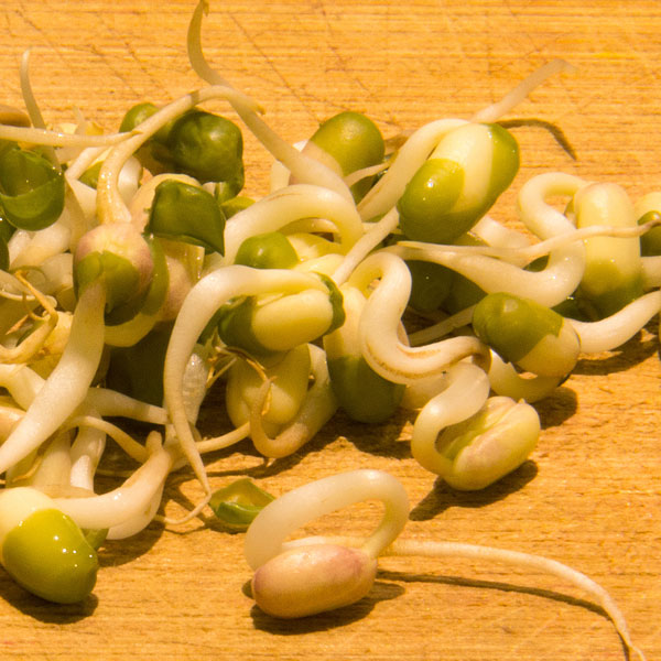 Mung beans sprouted