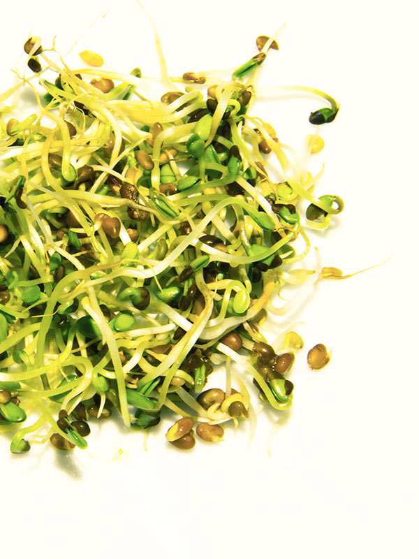 Alfalfa sprouts