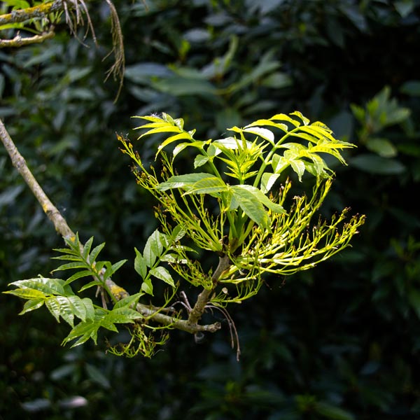 Young Ash leaves sprouting in Magourney Gardens