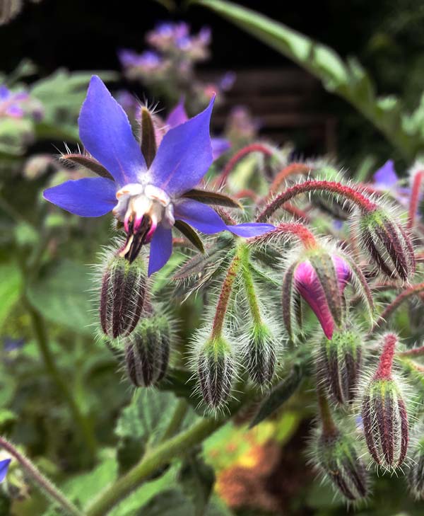 Borage flowering in Magourney