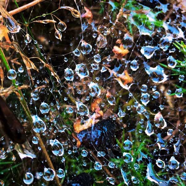 Rain drops on spiders web