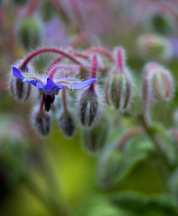 Borage flowering in Magourney