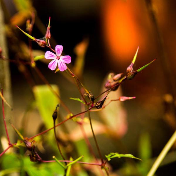 Herb Robert flowering in Magourney
