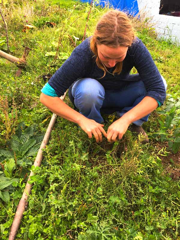 Sarah planting herbs on Sunday morning 