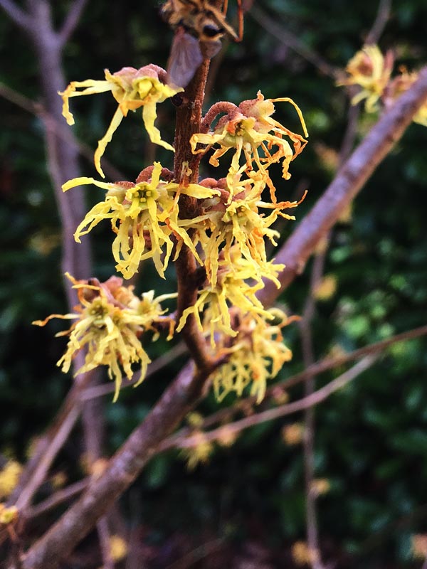 Witch Hazel flowers in Magourney