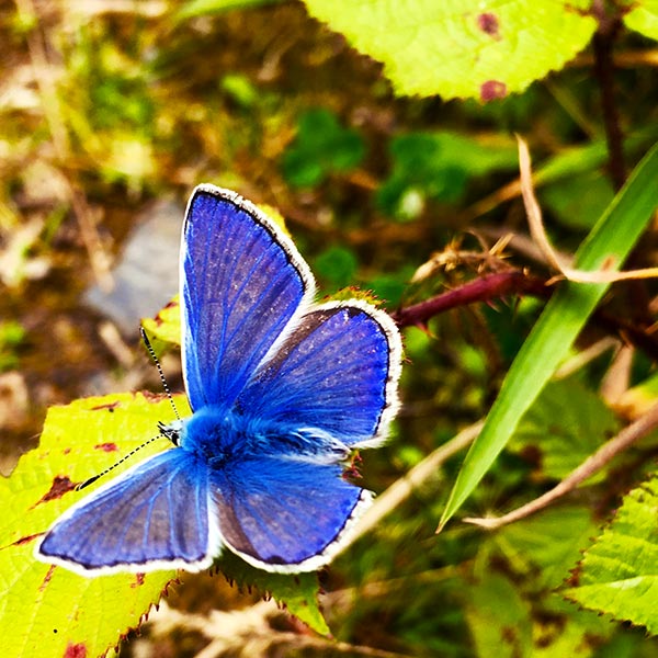 Chalk Blue Butterfly on Hollyfort Hill, Wexford