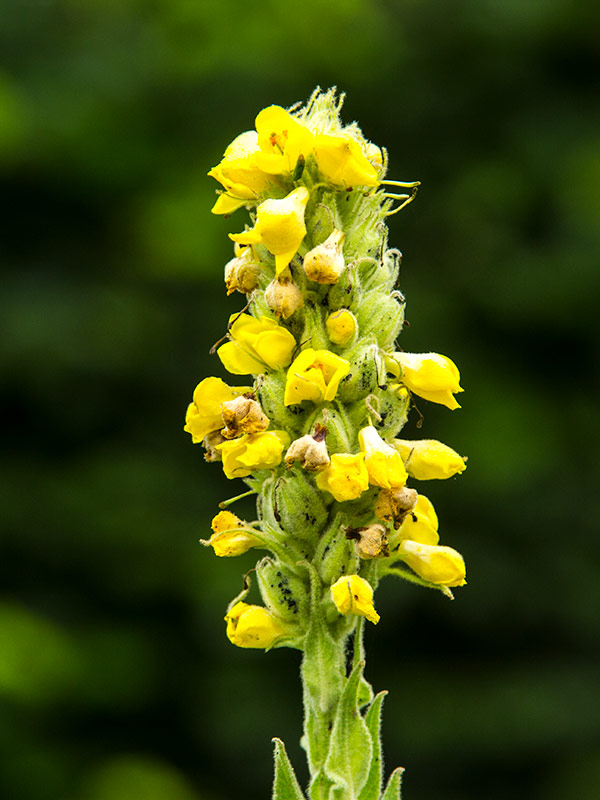 'Verbascum' , common name Mullein in flower in Magourney