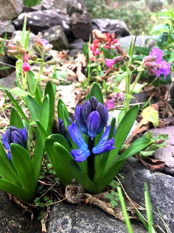 Hyacinth's coming up to flower in February - Magourney