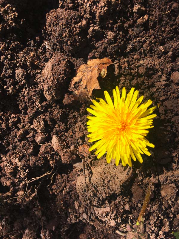 034 The Kidneys and Urinary System Part 2 The Plant Medicine School