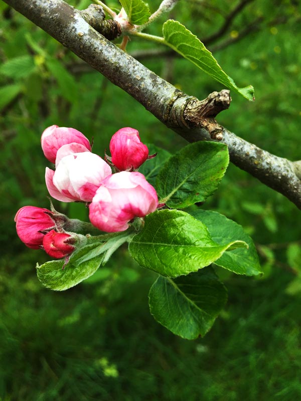 Apple tree blossoming in Magourney 