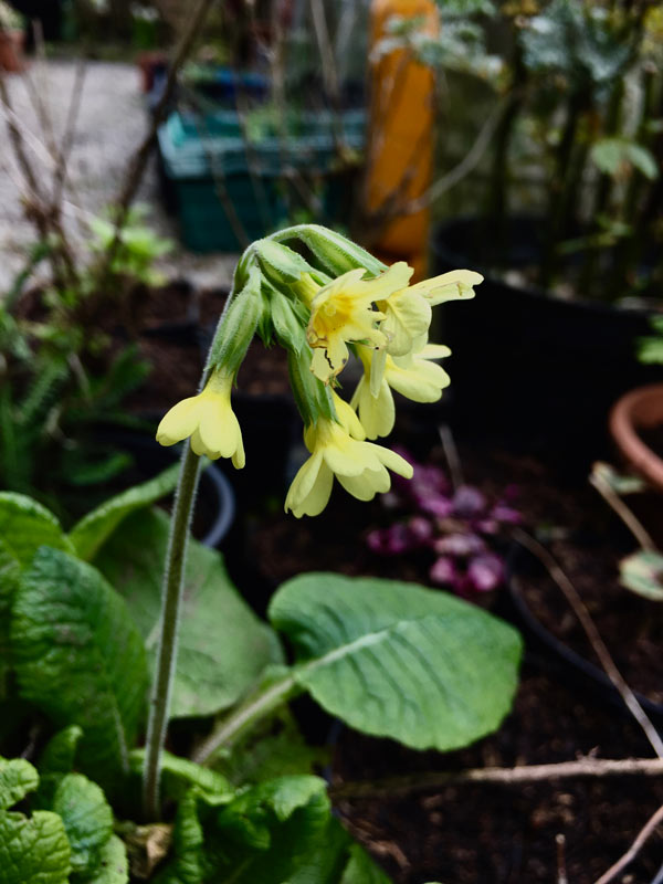 Cowslip in bloom in Magourney Gardens