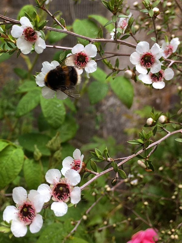 Bumble Bee on the pale Manuka in Magourney Gardens