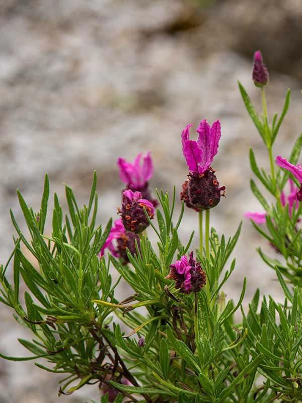 'Stoechas' or French lavender in flower