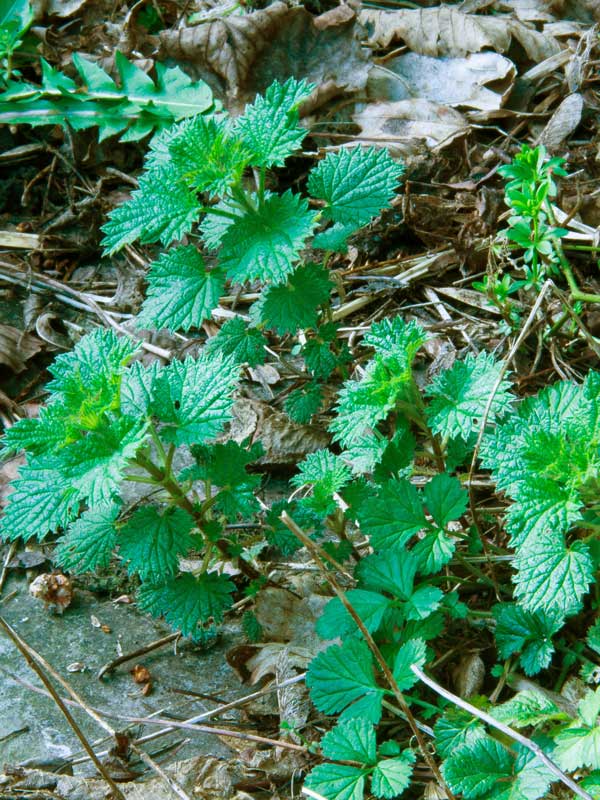 Young nettles with their friends, dandelion and sweet woodruff