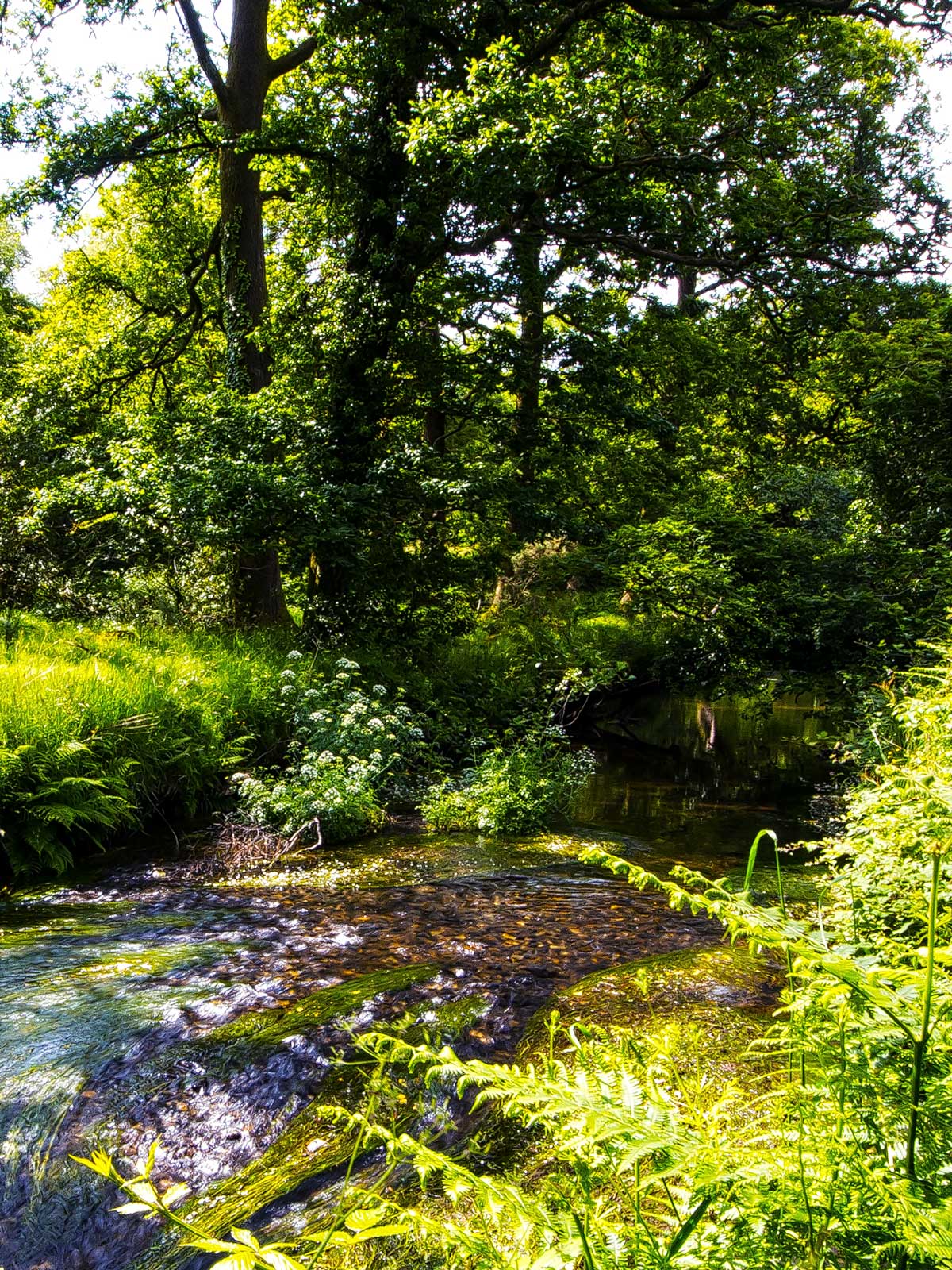 River Bann in the early summer