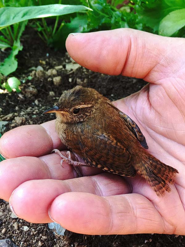 A wee Wren came to visit us in Grá Nádúr 