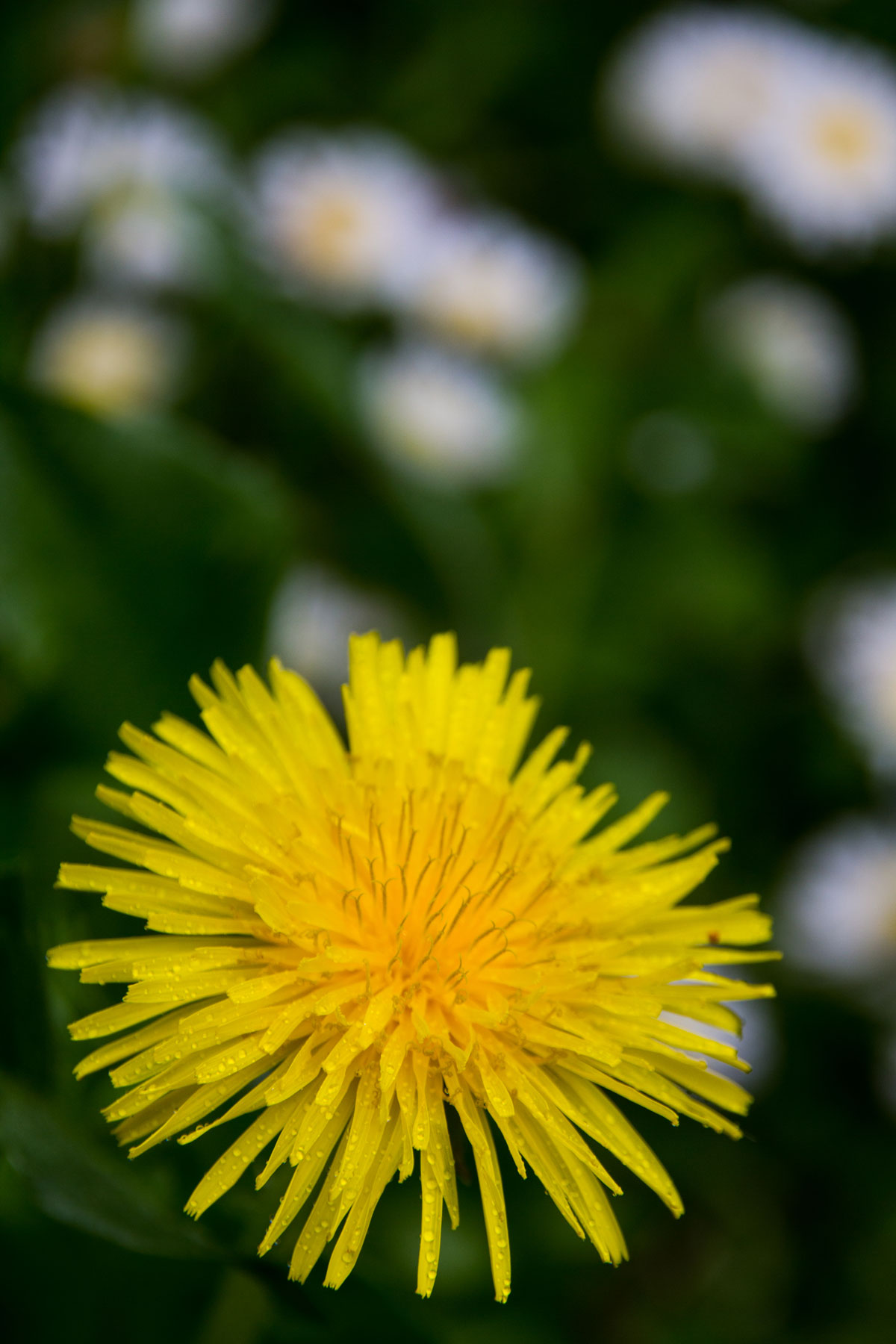 Dandelion with the morning dew