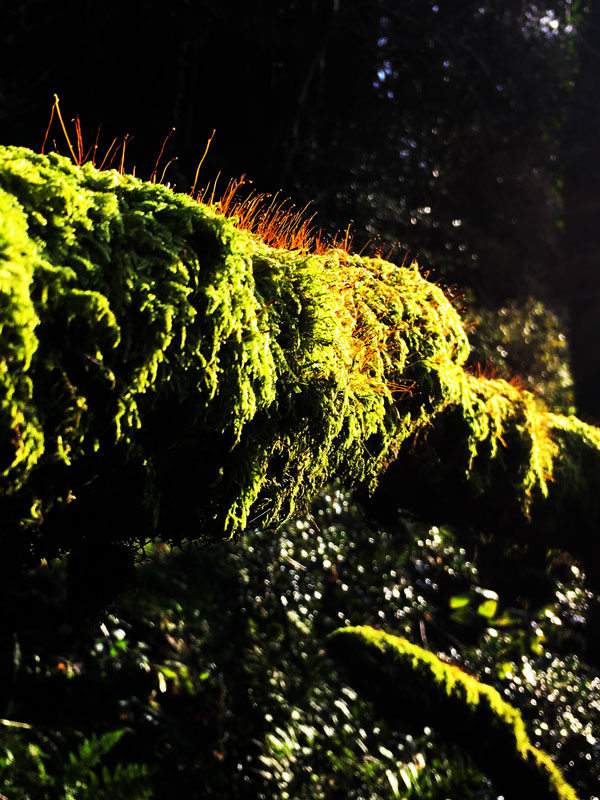 Flowing moss on the River Bann