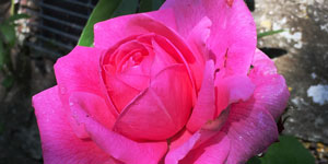 A rose flower