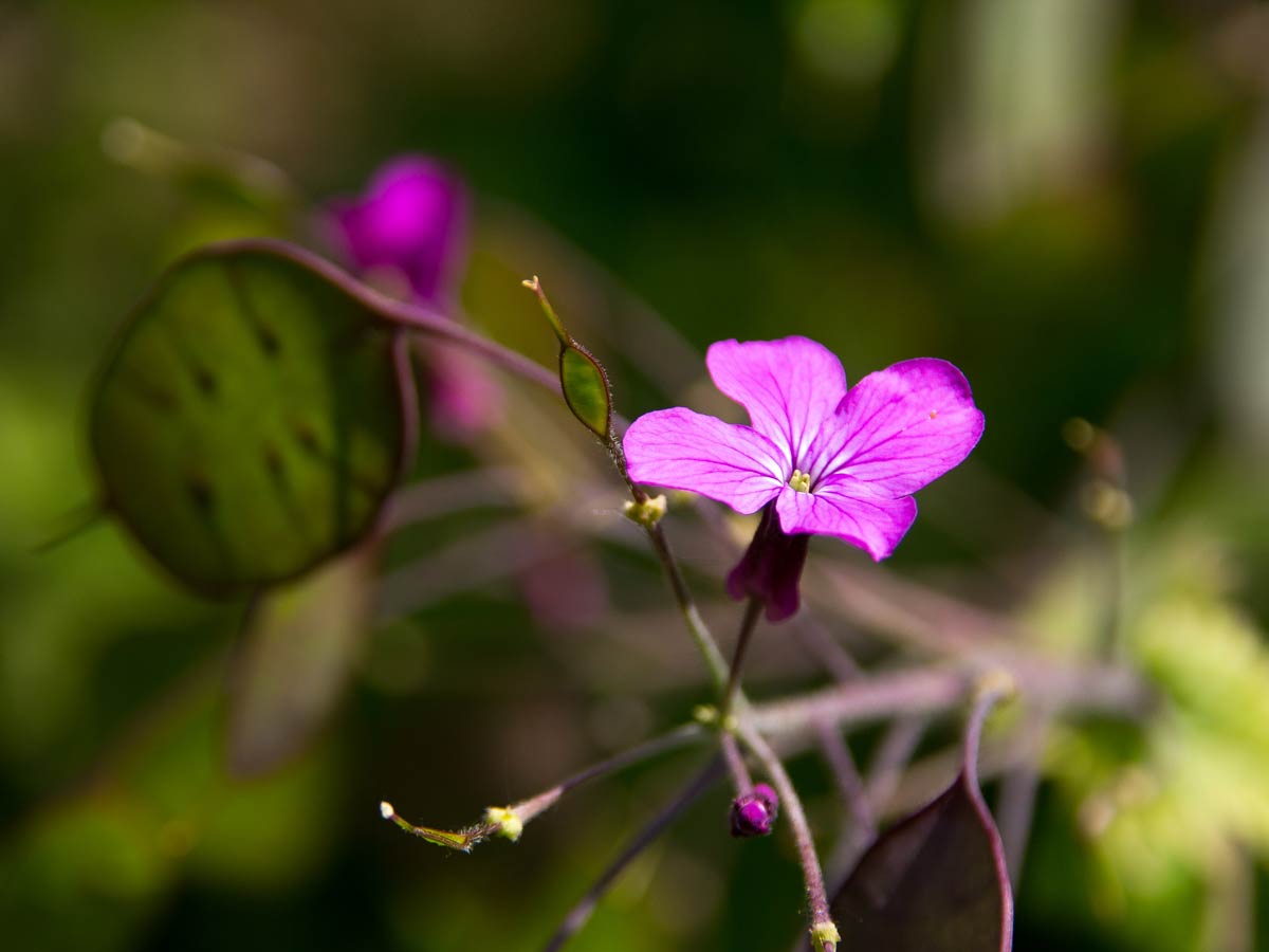 Lunaria annua, also called Honesty, flower and seed pod.