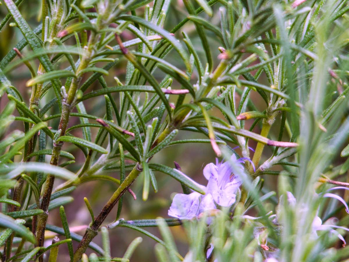 Rosmarinus officinalis, commonly known as Rosemary.