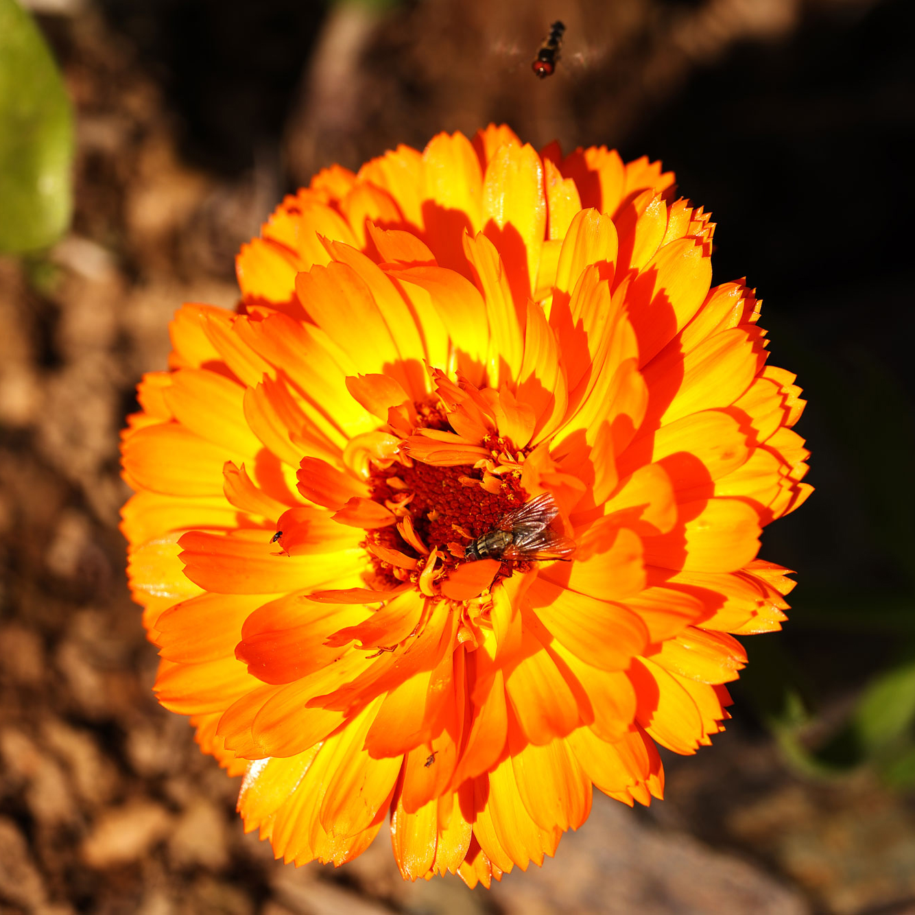 Calendula with visiting insects