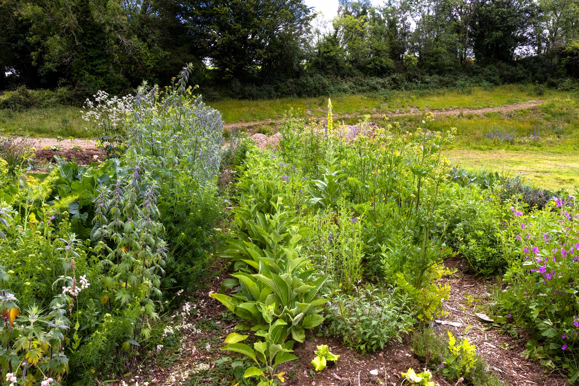 Herbs growing in our Community Field