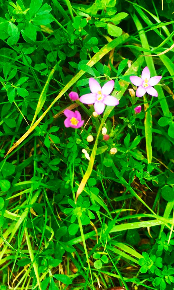 Century flowering on Hollyfort Hill, Wexford