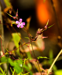 Herb Robert flowering