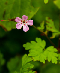 Herb Robert flowering