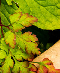 Herb Robert leaf