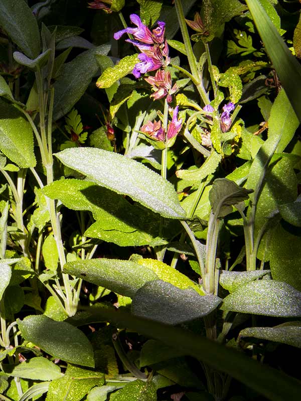 Sage plant in Magourney