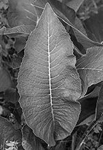 The leaf of Elecampane