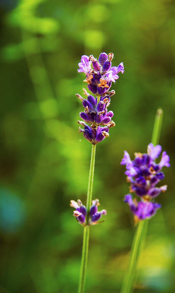 Lavender flowing in Magourney Gardens