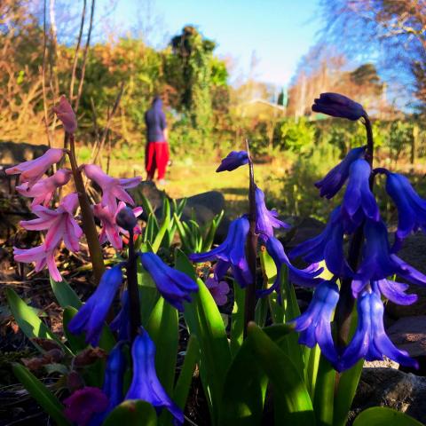 Hyacinth's flowering