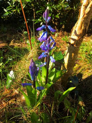 Hyacinth in flower